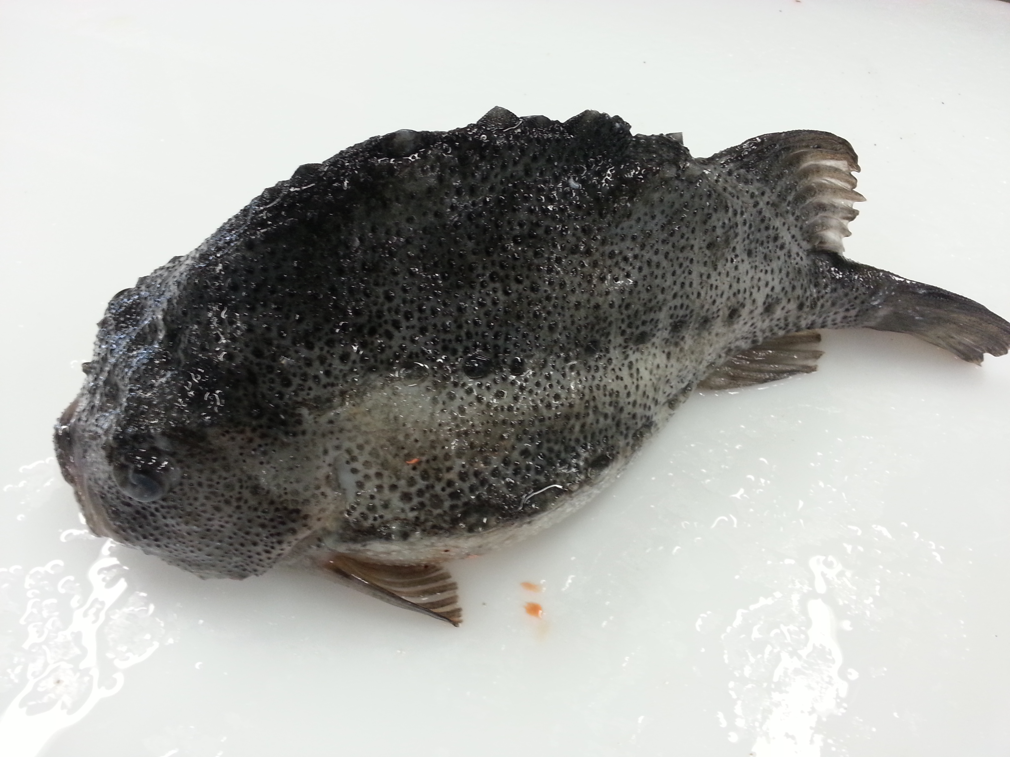 Lumpfish
