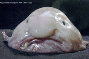 Pretty Lumpfish