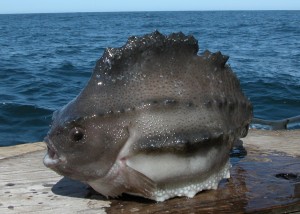 Pretty Lumpfish