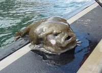 Pretty Lumpfish