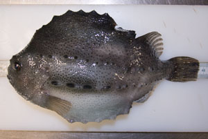 Pretty Lumpfish
