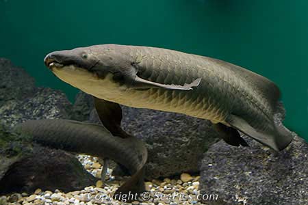 Lungfish