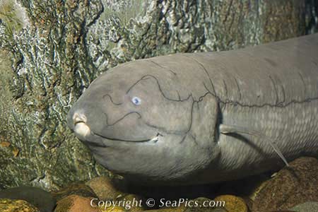 Nice Lungfish