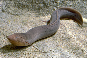 Pretty Lungfish
