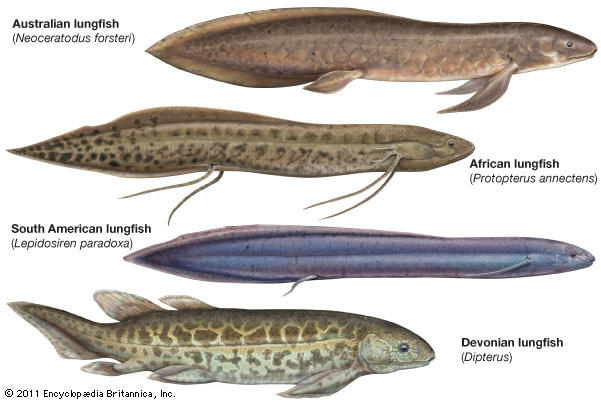 Cute Lungfish