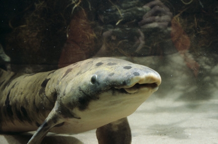 Wallpaper Lungfish