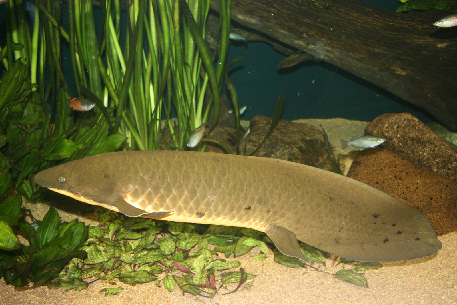 Photo Lungfish