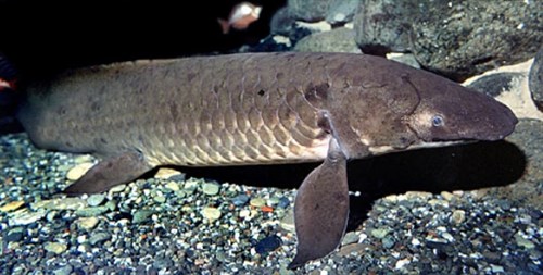 Lungfish photo 