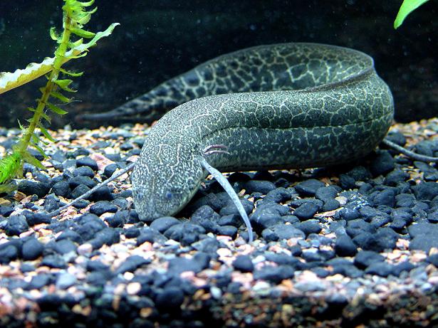 Lungfish wallpaper