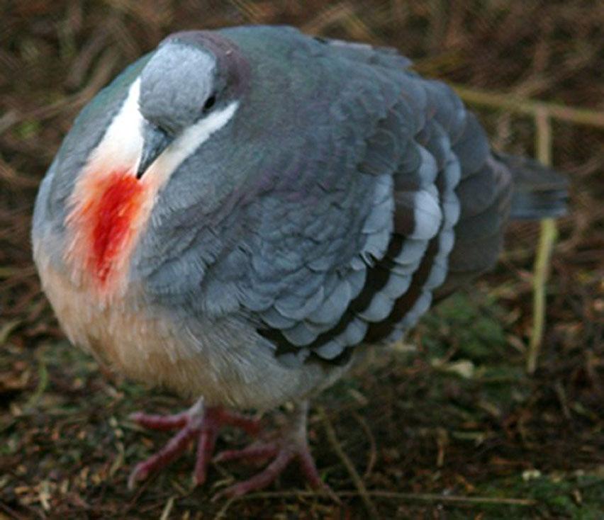 Pretty Luzon bleeding heart