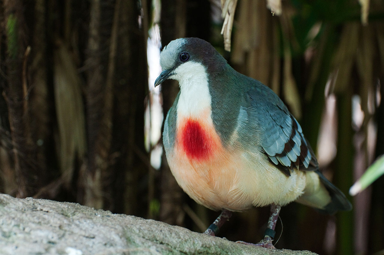 Pretty Luzon bleeding heart