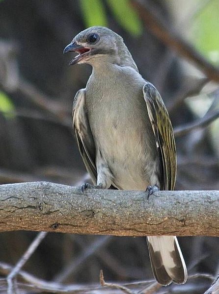 Lyre-tailed honeyguide