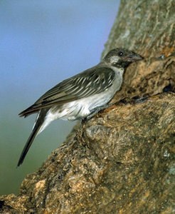 Pretty Lyre-tailed honeyguide