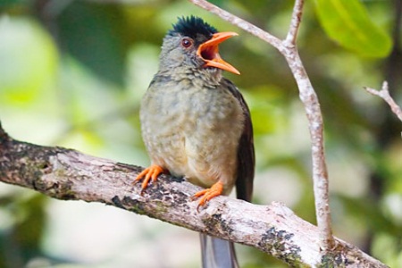 Pretty Lyre-tailed honeyguide