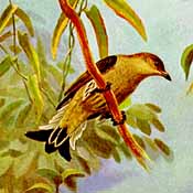 Pretty Lyre-tailed honeyguide