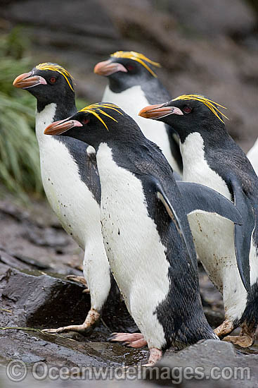 Macaroni penguin