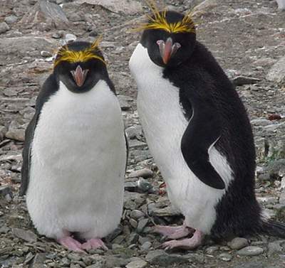 Pretty Macaroni penguin