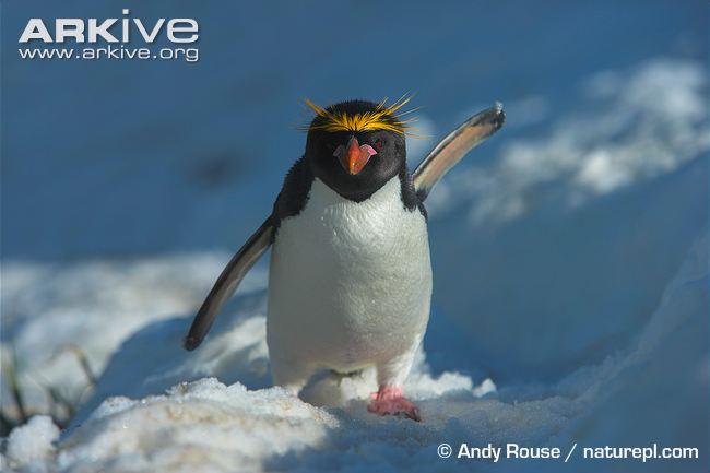Pretty Macaroni penguin