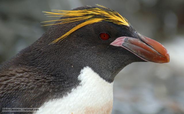 Pretty Macaroni penguin
