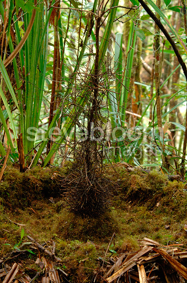 Macgregor’s bowerbird