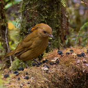 Pretty Macgregor’s bowerbird