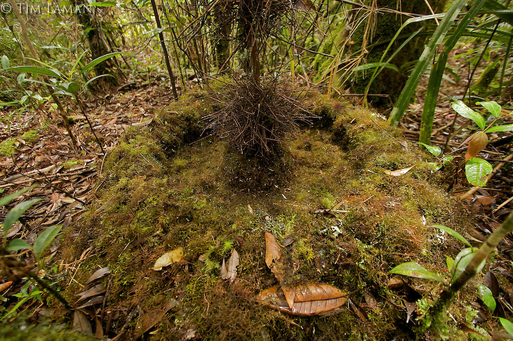 Pretty Macgregor’s bowerbird