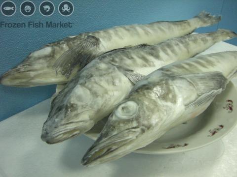 Pretty Mackerel icefish