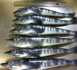 Pretty Mackerel icefish