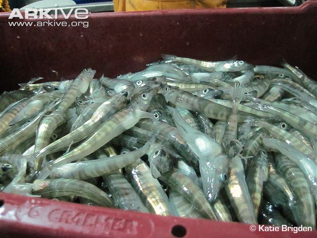 Pretty Mackerel icefish