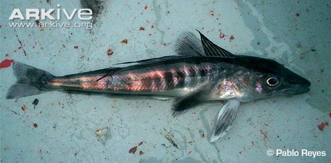 Pretty Mackerel icefish