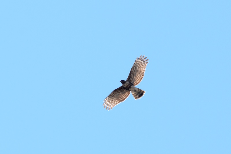 Madagascar cuckoo-hawk