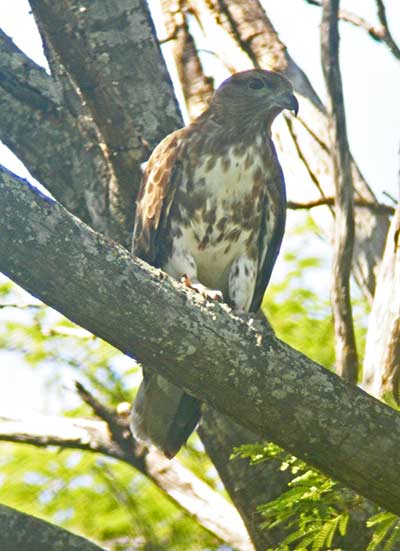 Pretty Madagascar cuckoo-hawk