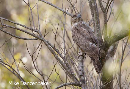 Pretty Madagascar cuckoo-hawk