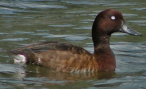 Madagascar pochard