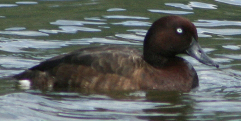 Pretty Madagascar pochard