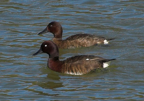Pretty Madagascar pochard