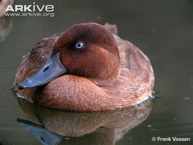 Pretty Madagascar pochard
