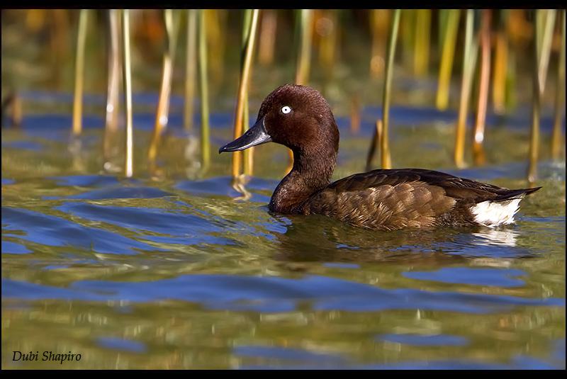 Pretty Madagascar pochard