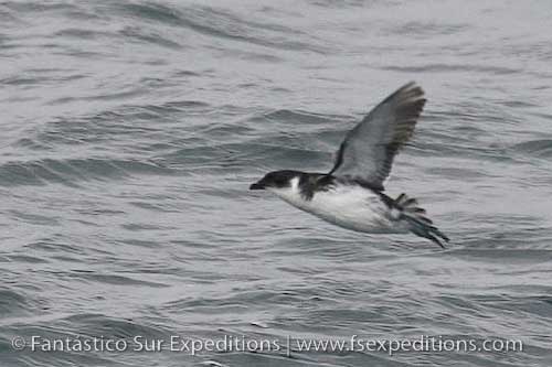 Magellan diving-petrel