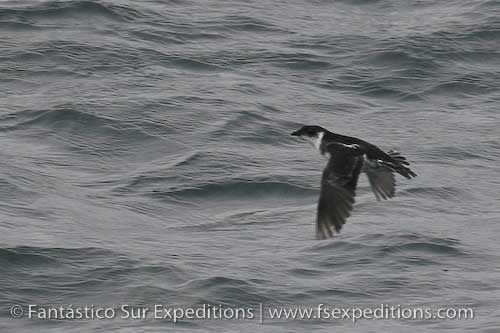 Pretty Magellan diving-petrel
