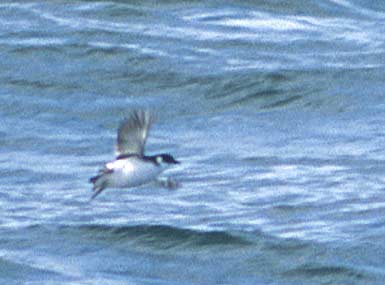 Pretty Magellan diving-petrel