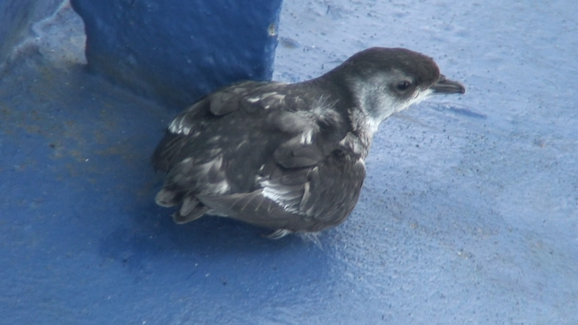 Pretty Magellan diving-petrel