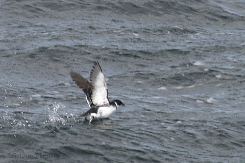 Pretty Magellan diving-petrel