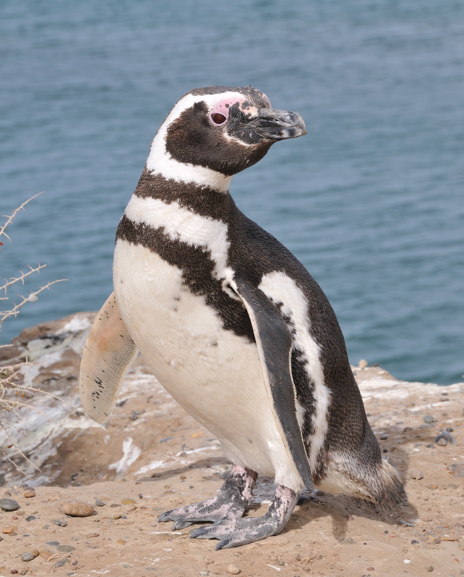 Magellanic penguin
