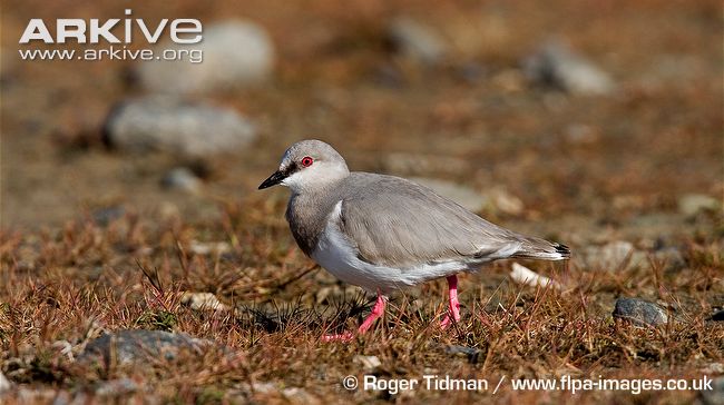 Magellanic plover