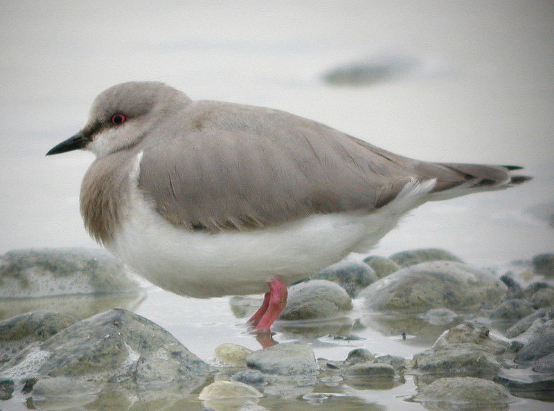 Pretty Magellanic plover