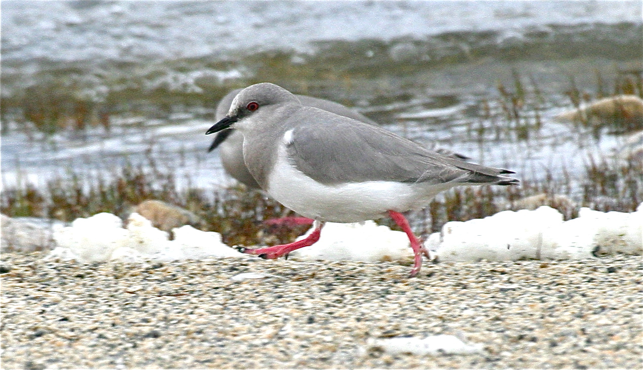 Pretty Magellanic plover