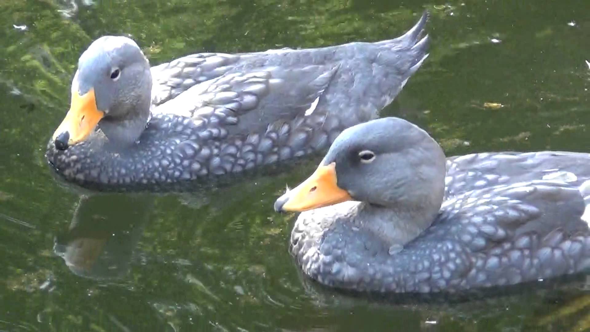 Pretty Magellanic steamerduck