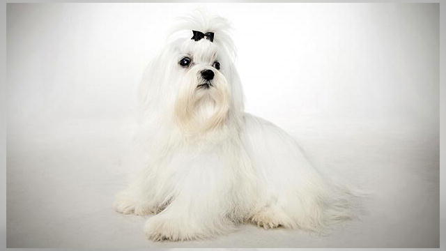Maltese - Dog Breed