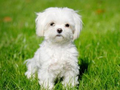 Nice Maltese - Dog Breed